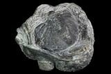 Bargain, Bumpy, Enrolled Drotops Trilobite - Around #100104-2